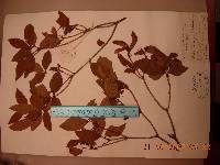 Rhododendron mucronulatum image