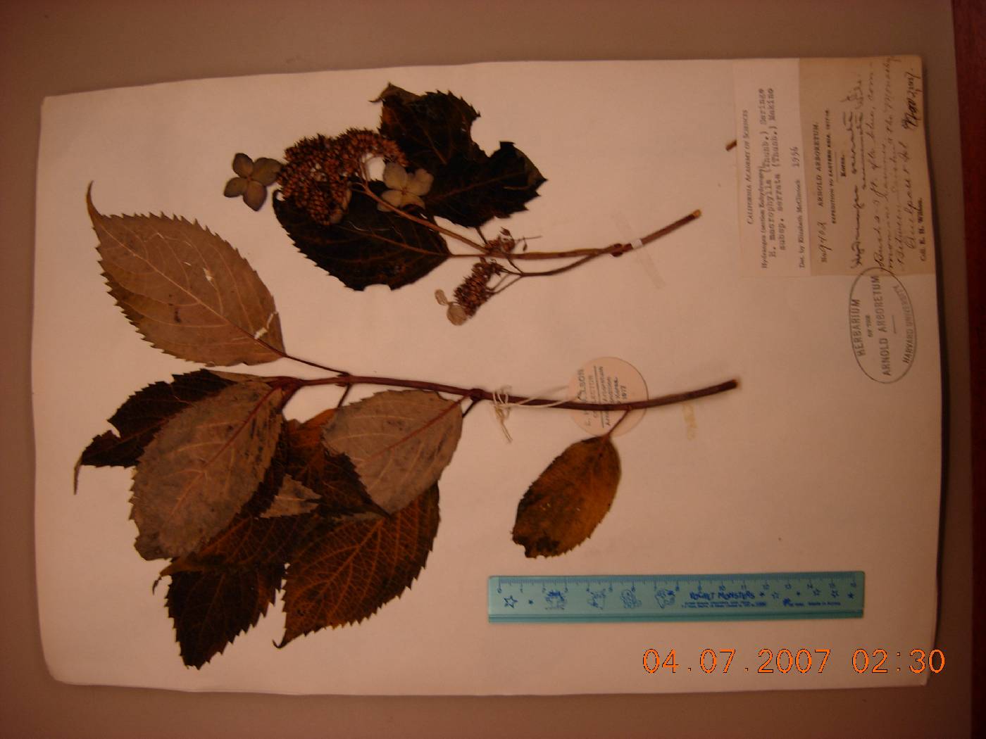 Hydrangea image