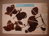 Actinidia arguta image