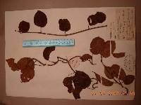 Actinidia arguta image