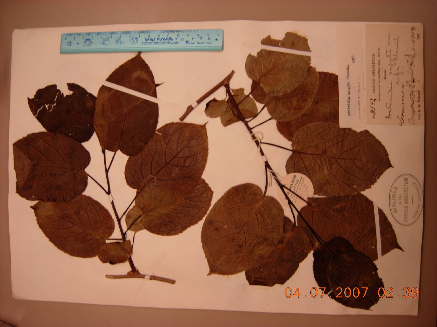 Actinidia rufa image