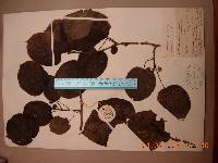 Actinidia arguta image