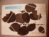 Actinidia arguta image