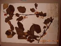 Actinidia kolomikta image