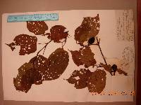 Actinidia kolomikta image