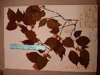 Actinidia kolomikta image