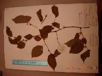 Actinidia polygama image