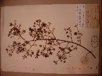 Aralia elata image