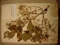 Aralia elata image