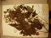 Aralia elata image