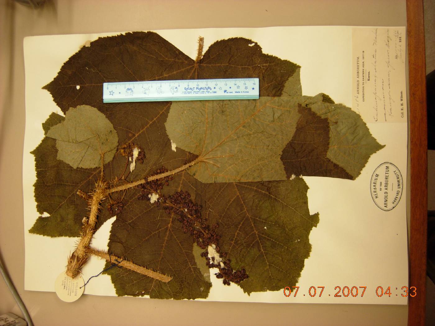Oplopanax elatus image