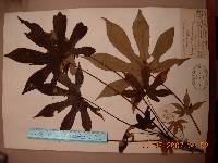 Kalopanax septemlobus image