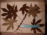 Kalopanax septemlobus image