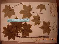 Kalopanax septemlobus image
