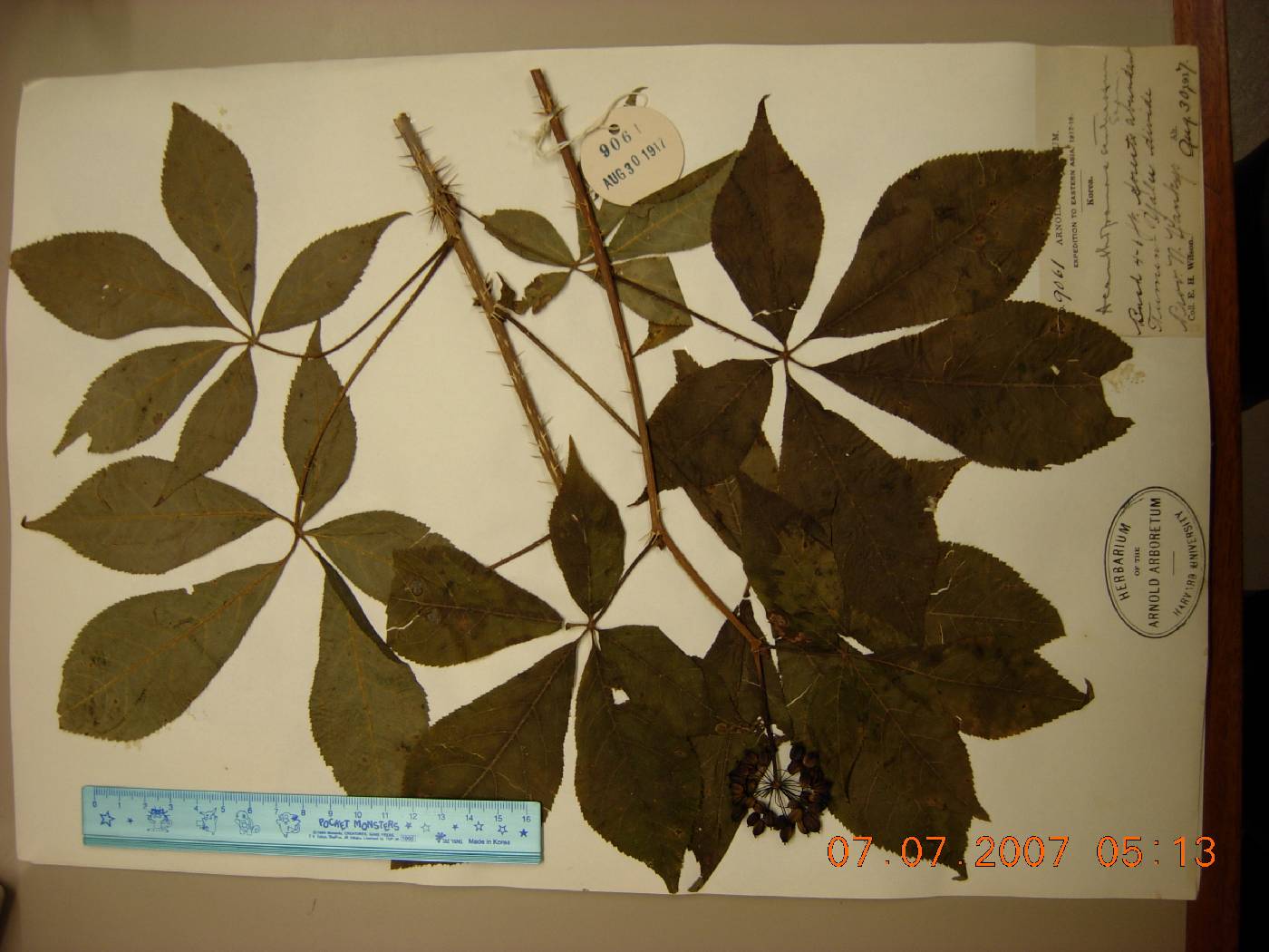 Eleutherococcus senticosus image