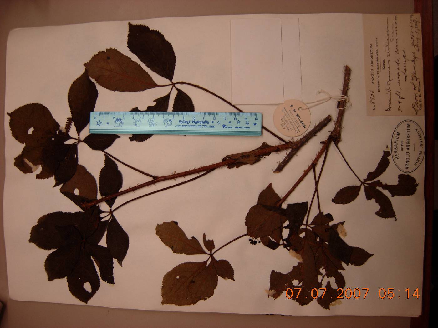 Eleutherococcus senticosus image