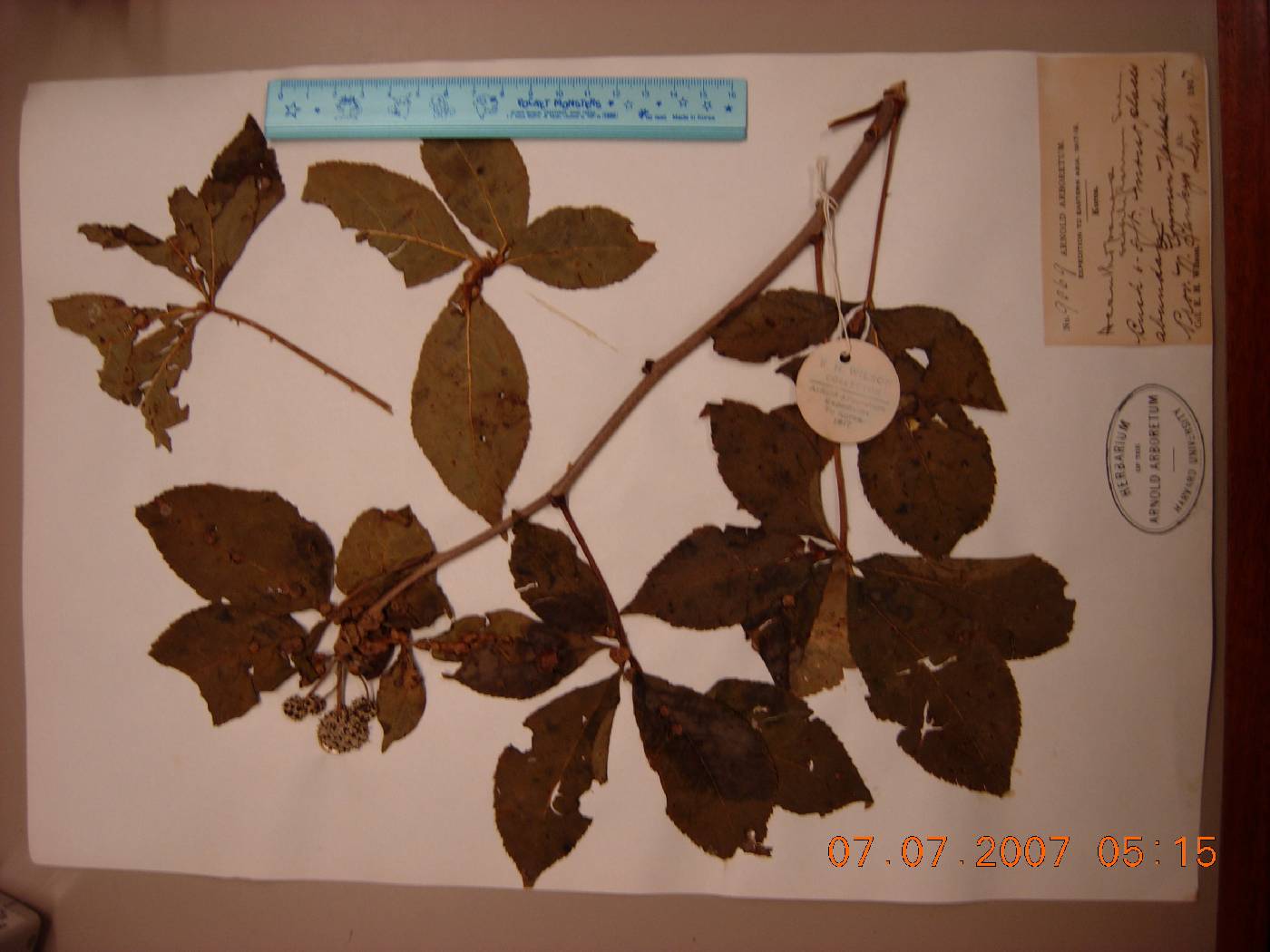 Eleutherococcus senticosus image