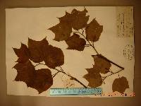 Alangium platanifolium image