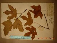 Alangium platanifolium image