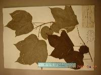 Alangium platanifolium image