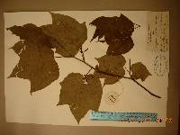Alangium platanifolium image