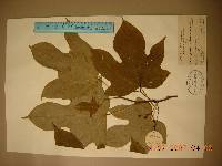 Alangium platanifolium image