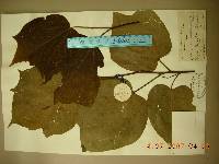 Alangium platanifolium image