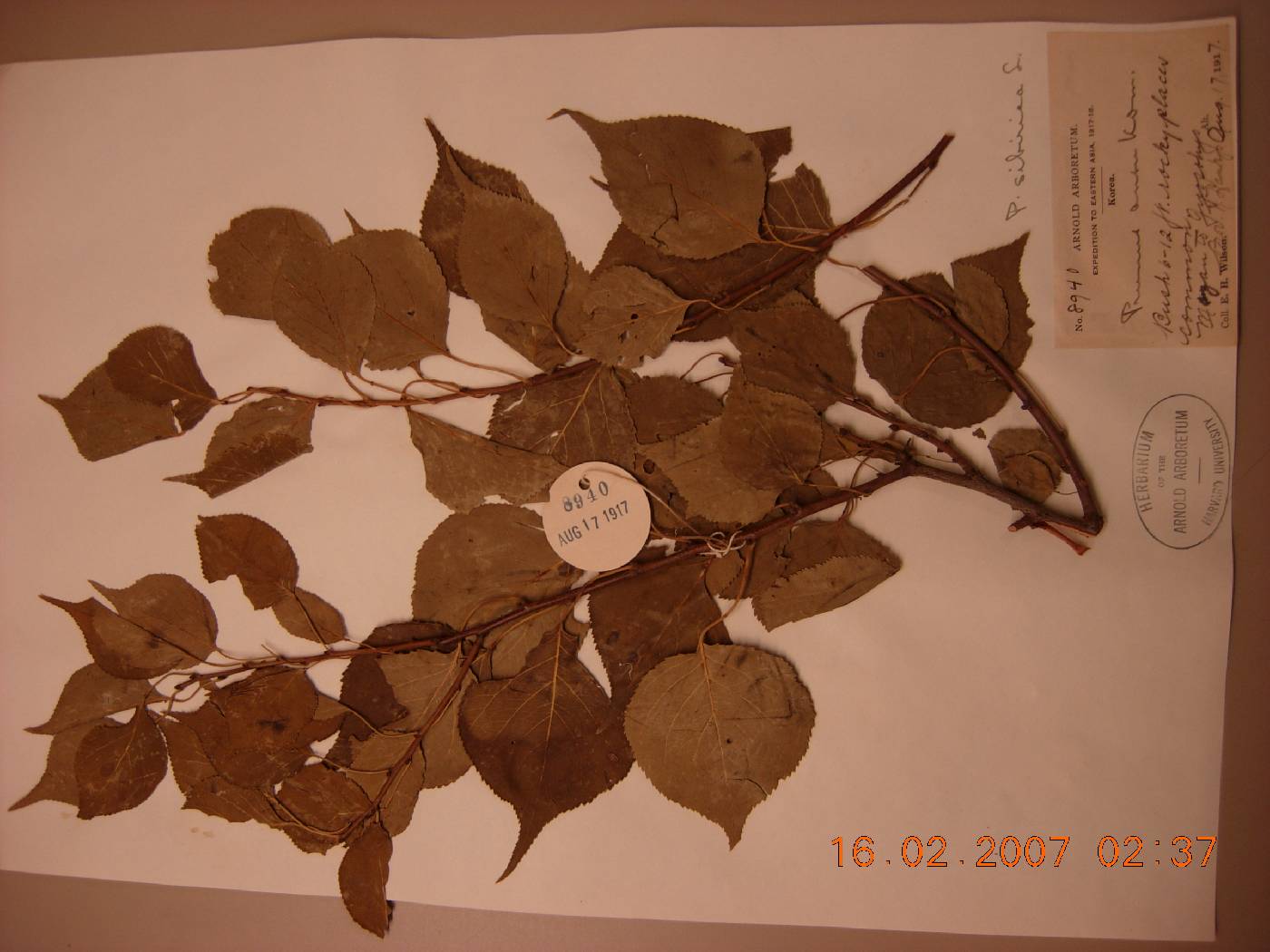 Prunus sibirica image