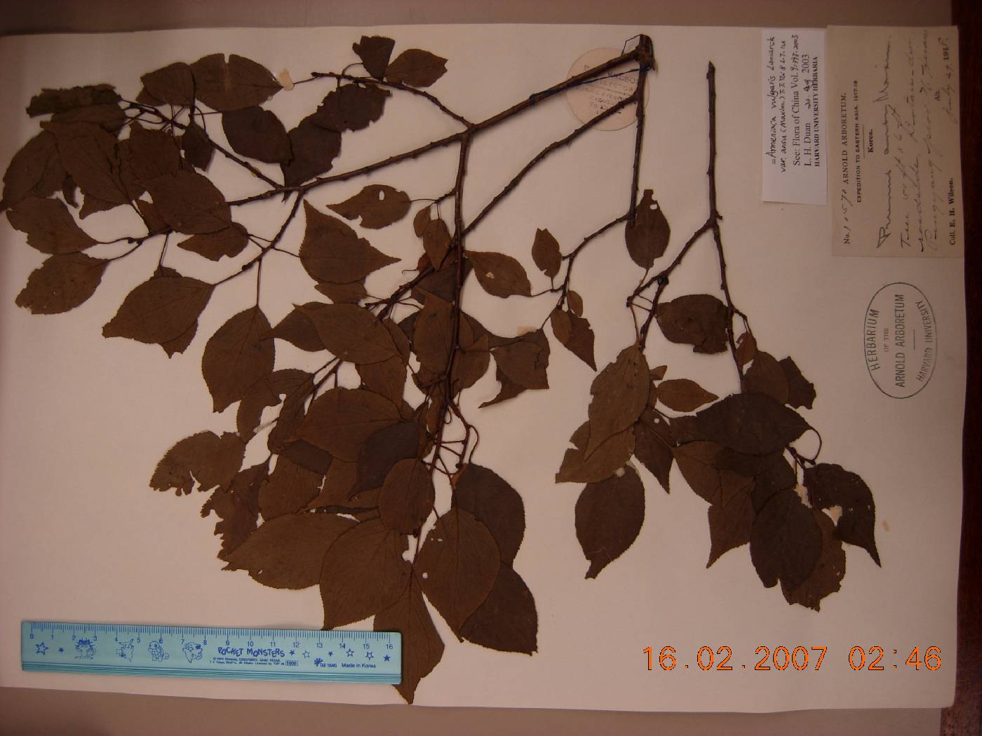 Prunus armeniaca image