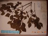 Image of Prunus armeniaca