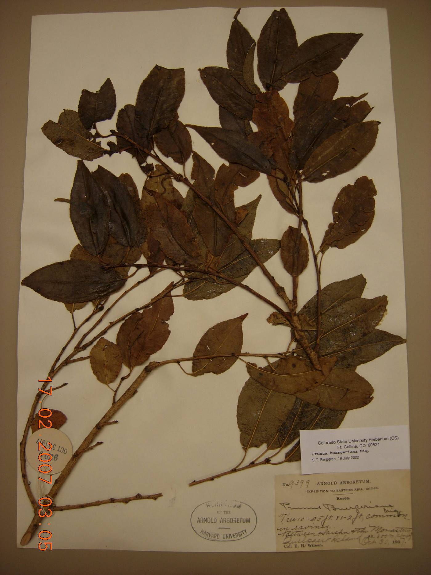 Prunus buergeriana image