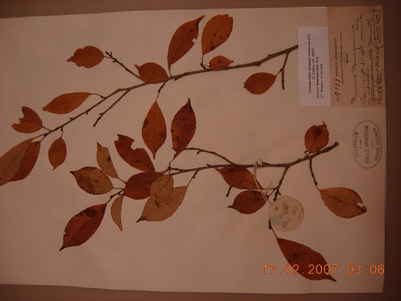 Prunus buergeriana image