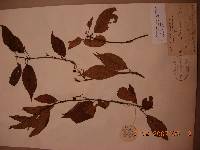 Prunus maackii image