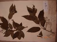 Prunus maackii image