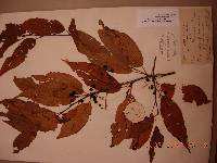 Prunus maackii image