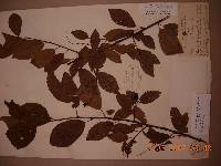Prunus padus image