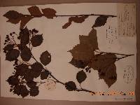 Sorbus alnifolia image