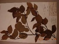 Sorbus alnifolia image