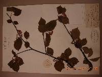 Sorbus alnifolia image