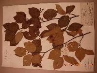 Sorbus alnifolia image