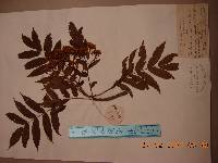 Sorbus ulleungensis image