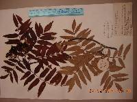 Sorbus amabilis image