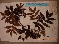 Sorbus amabilis image