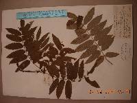 Sorbus amabilis image