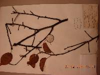 Pyrus pyrifolia image