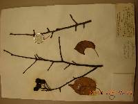 Pyrus pyrifolia image