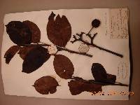 Pyrus pyrifolia image