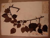 Pyrus ussuriensis image