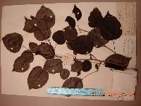 Pyrus ussuriensis image