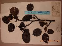 Pyrus ussuriensis image